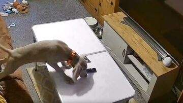 Watch-This-Clumsy-Canine-Conquer-the-Camp-Table—Then-Epic-Fail.jpg