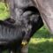 When Calf Sees Pony and Thinks “Milk Bar!” | Try Not to Laugh!