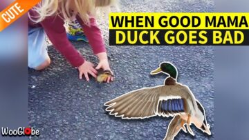 When-Good-Mama-Duck-turns-bad-Super-Cute.jpg