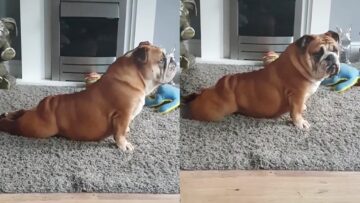 Adorable-Bulldog-Masters-Yoga-Stretching-Solo-Cute.jpg
