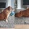 Adorable Bulldog Masters Yoga & Stretching Solo | Cute
