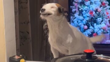 Adorable-Dog-eagerly-awaits-love-Kitchen-Counter-cuteness.jpg