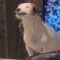 Adorable Dog eagerly awaits love | Kitchen Counter cuteness