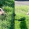 Adorable Frenchie Bulldog’s Oopsie Front Flip! | Super Cute