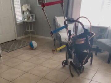 Adorable-monkey-transforms-living-room-into-jungle-gym-Super.jpg