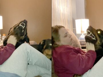 Angry-Rottweiler-demands-pets-Adorable.jpg