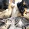 Awesome Friends: Cats and Dogs Unite! | Super Cute