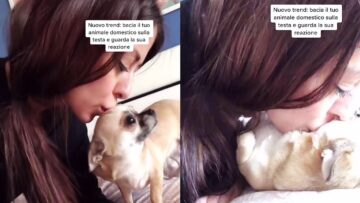 Chihuahuas-Heartwarming-Kiss-Your-Pet-Challenge-Reaction-Super-Cute.jpg