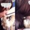 Chihuahua’s Heartwarming Kiss Your Pet Challenge Reaction | Super Cute