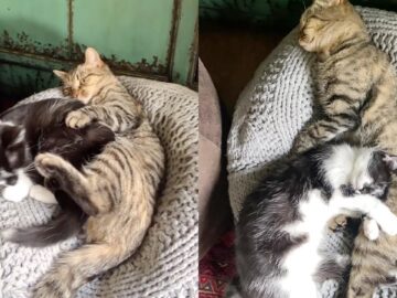 Cozy-Cat-Lets-Tiny-Sister-Snooze-Nearby-Super-Cute.jpg