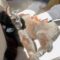 Cute Cat Covered in Dust Gets Playful | Adorable