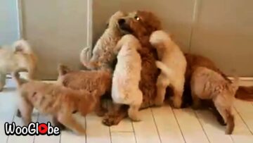 Daddy-Gets-the-Ultimate-Puppy-Love-Adorable.jpg