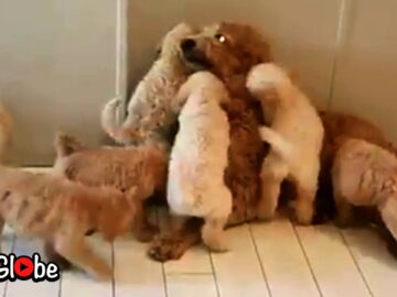 Daddy-Gets-the-Ultimate-Puppy-Love-Adorable.jpg