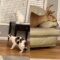 Deer Head Mystery Unraveled by Curious Cats | Super Cute