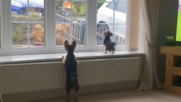 Dogs-go-wild-for-delivery-guy-outside-Super-Cute.jpg