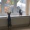Dogs go wild for delivery guy outside! | Super Cute