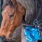 Dream Christmas Surprise Horse Gift | Adorable