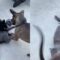 Dynamic duo dogs team up to playfully wrestle cat | Super Cute