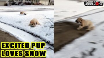Excited-Dog-Frolics-in-Snow-Super-Cute.jpg
