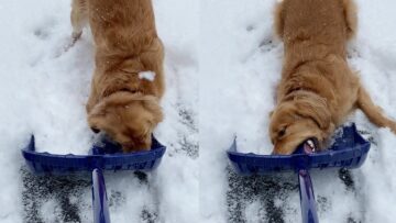 Golden-Retriever-Gets-Mad-at-Snow-Shovel-Super-Cute.jpg