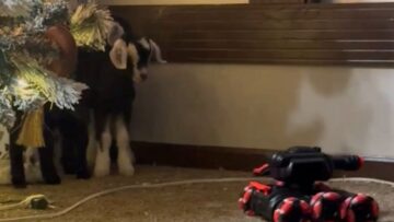 Hilarious-Baby-Goats-React-to-RC-Car-Super-Cute.jpg