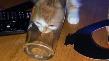 Hilarious-Cats-Quirky-Water-Drinking-Routine-Adorable.jpg