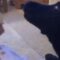 Hilarious Dog vs. Spider Prank! Watch the Laugh-Out-Loud Reaction! | Try Not to Laugh!
