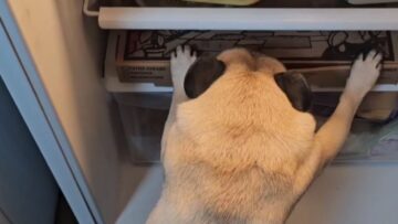 Hilarious-Pug-Fridge-Surprise-Adorable.jpg