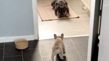 Hilarious-Puppy-Teases-and-Runs-in-Funny-Chase-Adorable.jpg