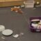 Husky’s Kitchen Mischief | Chaos Ensues! Super Cute