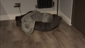 Joyful-Pups-Heartwarming-Reaction-to-Treats-Will-Melt-Your-Heart.jpg