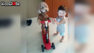 Little-Kid-Adorably-Lets-Dog-Drive-His-Scooter-Cute.jpg