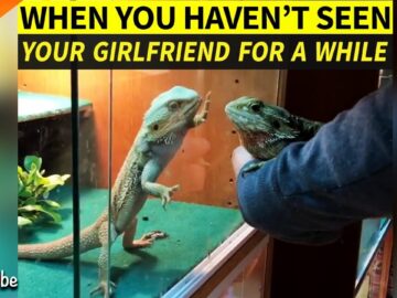 Long-distance-cuteness-overload-Reuniting-with-bae-after-ages.jpg