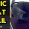 Never-ending Fun: Cat’s Hilarious Tail Chase! | Adorable