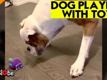 Puppys-Playful-Adventure-with-Animated-Toy-Cute.jpg