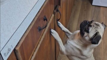 Sneaky-Pugs-Adorable-Snack-Heist-Adventures-Super-Cute.jpg
