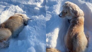 Snow-frolicking-Golden-Retriever-Puppy-Exciting-playtime-ahead.jpg