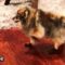 Sock-wearing dog’s hilarious walk | Adorable