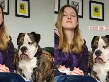 Summoning-Your-Pups-in-3-2-1-Cute.jpg