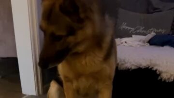 Talking-Cactus-Confuses-German-Shepherd-You-Wont-Believe-His-Reaction.jpg