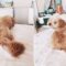 Whisper Your Dog’s Favorite Words for Cute Reactions! | Super Cute