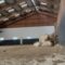 A Brave Girl’s Heartwarming Adventure Turns Unexpected in a Horse Rescue | Heartwarming