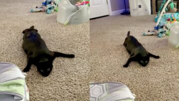 Catexe-Glitch-Hilarious-Cat-Fails-Compilation-Super-Cute.jpg