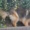 Cherished Moments with German Shepherds: Unforgettable Personalities | Heartsome