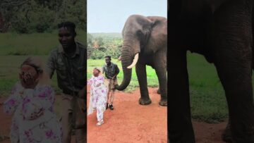 Cute-Elephant-Gives-Woman-the-Kiss-of-a-Lifetime.jpg