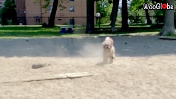 Funny-dog-faceplants-into-sandbox-Super-Cute.jpg