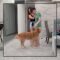 Golden Retriever Gets Adorably Jealous of Owner’s Husband! | Super Cute