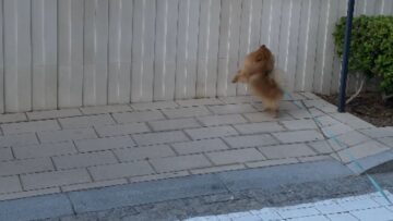Hilarious-video-Pomeranians-quest-to-reach-crows-level-Super.jpg