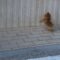 Hilarious video: Pomeranian’s quest to reach crow’s level | Super Cute