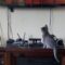 Kitty mesmerized by The Lion King | So cute!